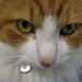 Ginger Tanner Photo 16