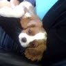 Connie Sardo Photo 6