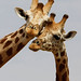 Daniel Luchs Photo 4