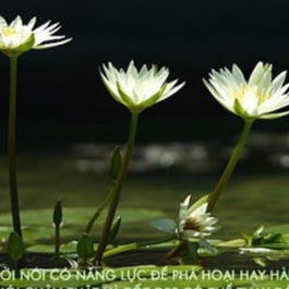 Tuyet Vo Photo 8