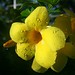 Max Flowers Photo 17