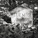Willie Moses Photo 26