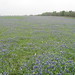 Joe Chappell Photo 12