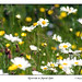 Wayne Meadows Photo 29