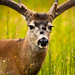 Cynthia Buck Photo 19