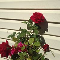 Helen Roberson Photo 13