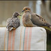 Steven Mcdougall Photo 23