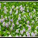 Hyacinth Stephens Photo 5