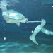 Aaron Pool Photo 26