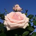 Anna Blom Photo 5