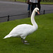 Stephen Swan Photo 38