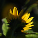 Susan Withrow Photo 20