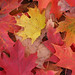 T Maple Photo 4
