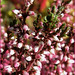 Heather Winter Photo 20