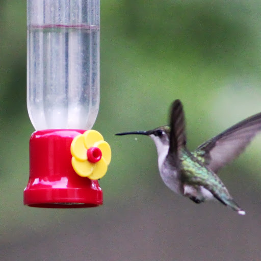 Debra Murphy Photo 26