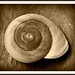 Craig Shell Photo 15