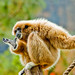 Thomas Gibbon Photo 5