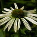 Nancy Flowers Photo 11