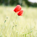 David Blume Photo 30