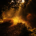Dawn Hedges Photo 14