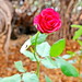 Rose Powers Photo 14