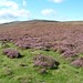 Heather Firth Photo 15