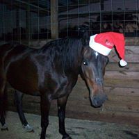 Nancy Crandall Photo 31