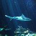 Debra Shedd Photo 6