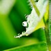 Michael Lopes Photo 35