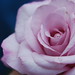 Carole Miller Photo 48