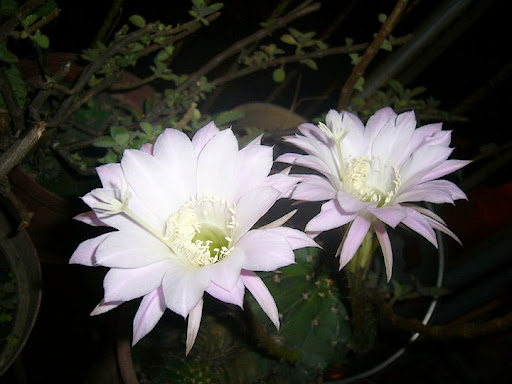 Shufen Chen Photo 7