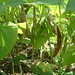Catherine Bean Photo 36
