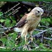 Mary Hawk Photo 28