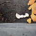 Melissa Manis Photo 15
