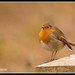 Robin Carr Photo 43
