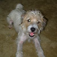 Jack Russell Photo 3