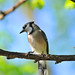 Jay Peck Photo 20