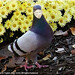 Pam Bird Photo 20