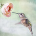Susan Jewell Photo 13
