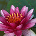 Lily Chang Photo 12