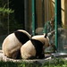 Yang Fu Photo 15