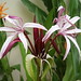 Ana Blume Photo 9