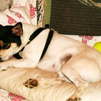 Ronnie Bartley Photo 4