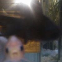 Leroy Jenkins Photo 15