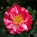 Rosa Colon Photo 14