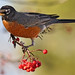 Robin Berry Photo 31