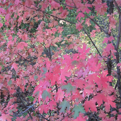 Lynn Hansen Photo 27