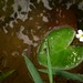 Joy Ponds Photo 2