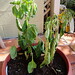 Bertha Brown Photo 23