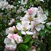 Eileen Apple Photo 15